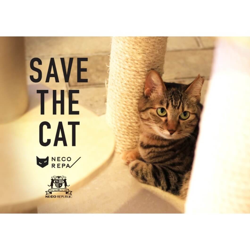 ネコリパブリック